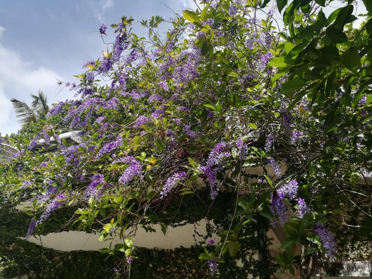بويرتو بلاتا Villa Carolina Bed And Breakfast المظهر الخارجي الصورة